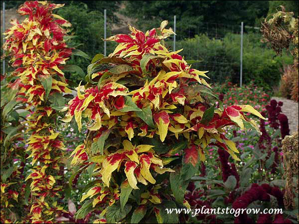 The first set of 3 pictures was taken in early October and the plants are starting to decline